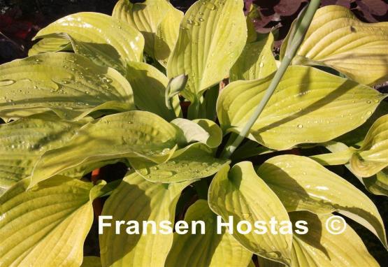 Hosta Fragrant Gold